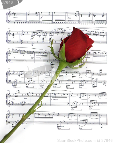 Image of Music Rose