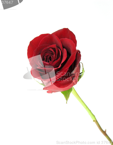 Image of Rose Isolated
