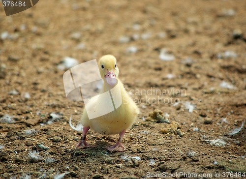 Image of first steps