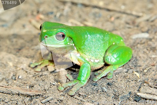Image of green tree frog