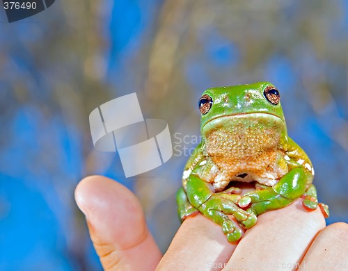 Image of green tree frog held up