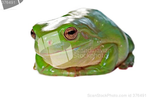 Image of wry frog
