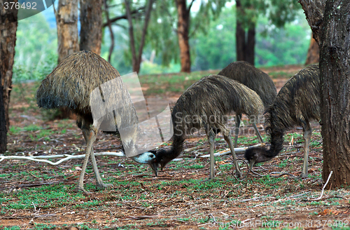 Image of emus bumping heads