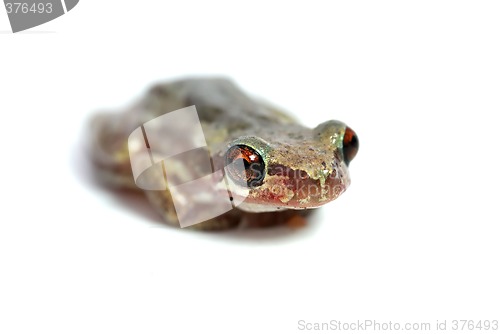 Image of little red eyed tree frog