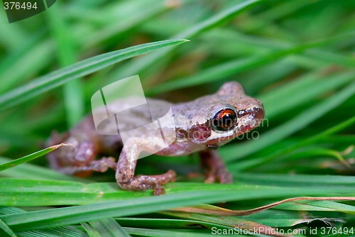 Image of little red eyed frog in grass