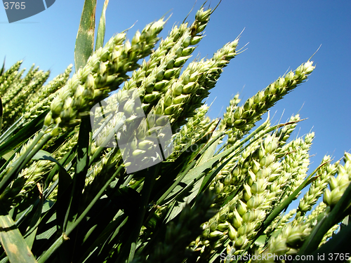 Image of summer wheat