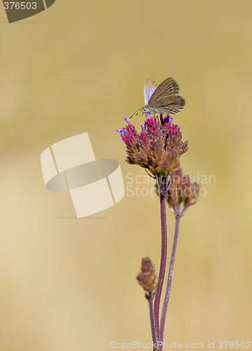 Image of butterfly on flower