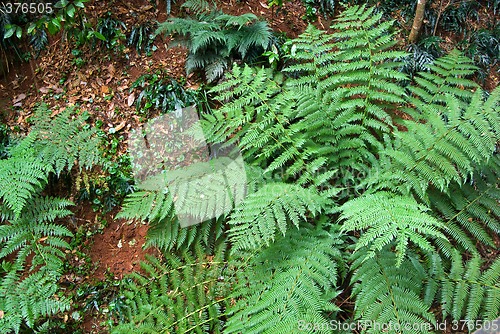 Image of rain forest