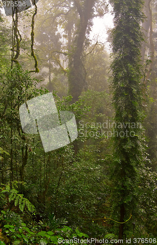 Image of rain forest