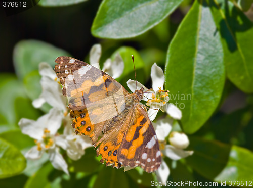 Image of monarch butterfly