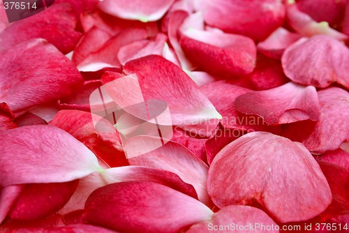 Image of rose petals