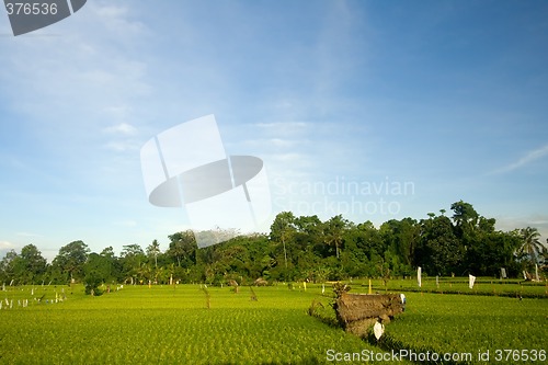 Image of Rice paddy field in Bali


