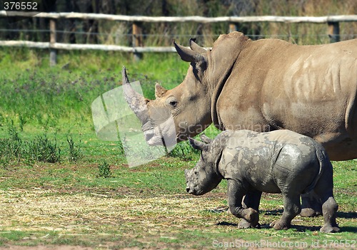 Image of mother and baby rhino