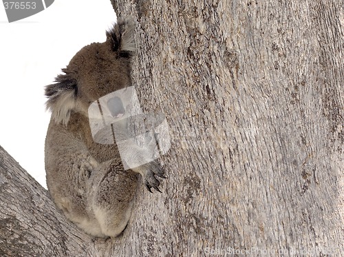 Image of koala in tree