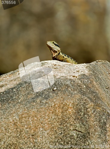 Image of king of the rock