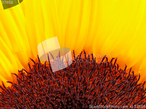 Image of Sunflower