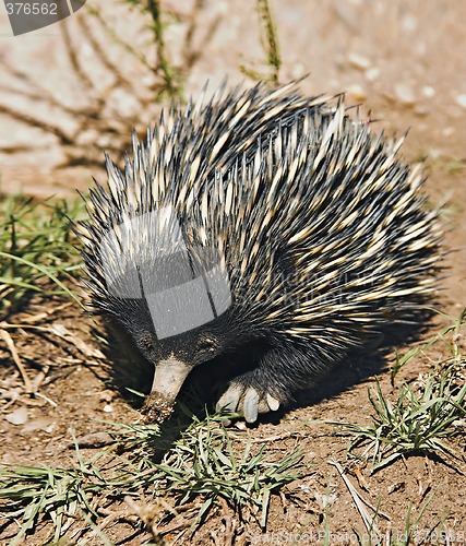 Image of echidna