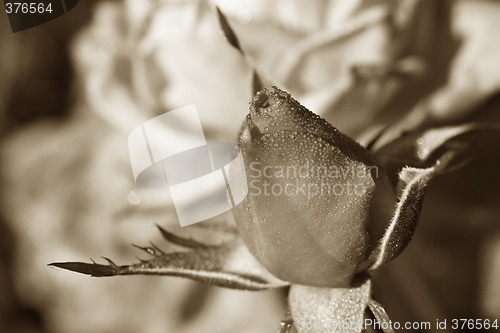 Image of sepia rosebud in the dew