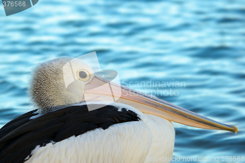 Image of pelican