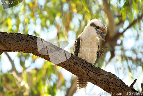 Image of kookaburra in tree