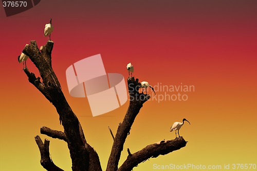 Image of ibis sunset