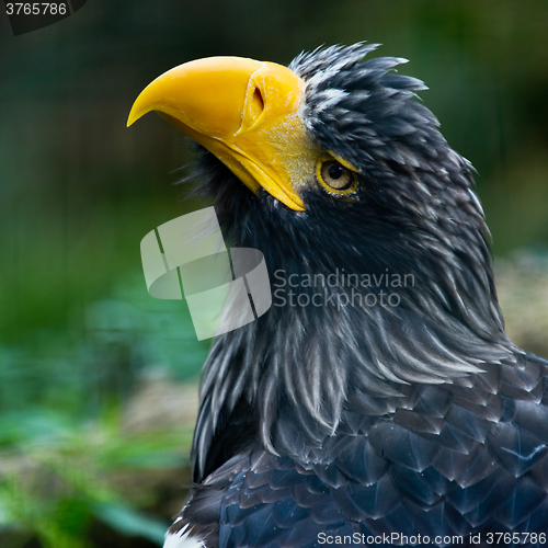 Image of Steller\'s sea eagle