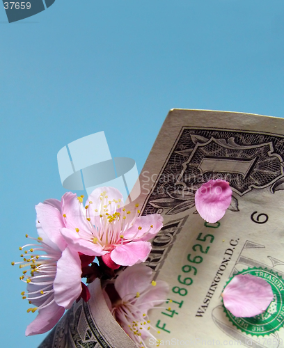 Image of Cherry flowers and dollar