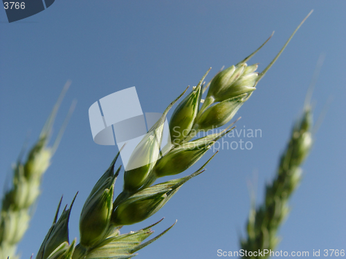 Image of wheat closeup