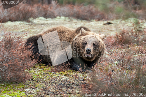 Image of brown bear (Ursus arctos) in winter forest