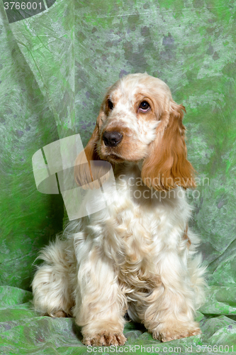 Image of beige English Cocker Spaniel puppy