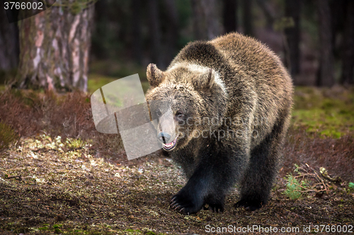 Image of brown bear (Ursus arctos) in winter forest