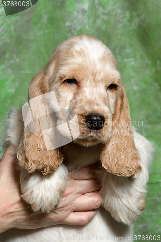 Image of beige English Cocker Spaniel puppy