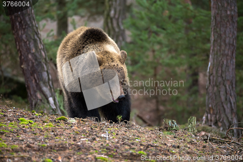 Image of brown bear (Ursus arctos) in winter forest
