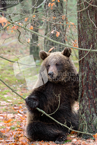 Image of brown bear (Ursus arctos) in winter forest