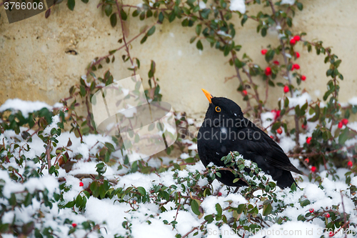 Image of male of Common blackbird