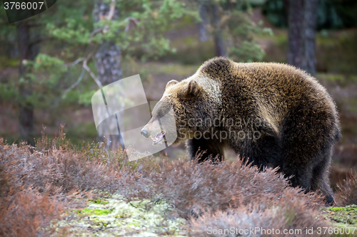 Image of brown bear (Ursus arctos) in winter forest