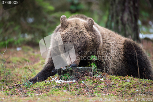 Image of brown bear (Ursus arctos) in winter forest