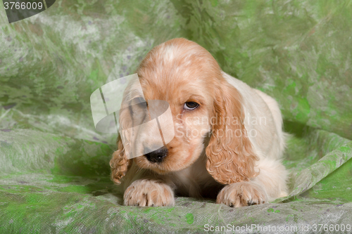 Image of beige English Cocker Spaniel puppy