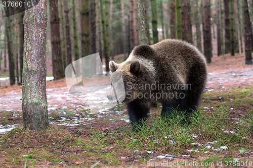 Image of brown bear (Ursus arctos) in winter forest