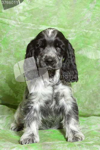 Image of blue English Cocker Spaniel puppy