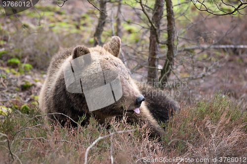 Image of brown bear (Ursus arctos) in winter forest