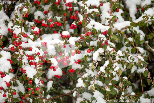 Image of winter background with red gaultheria and snow