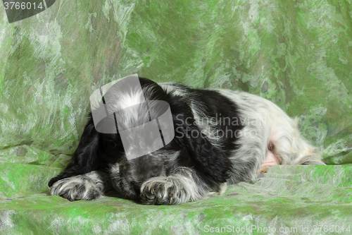 Image of blue English Cocker Spaniel puppy