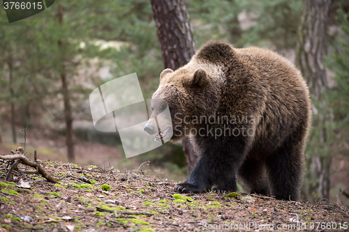 Image of brown bear (Ursus arctos) in winter forest