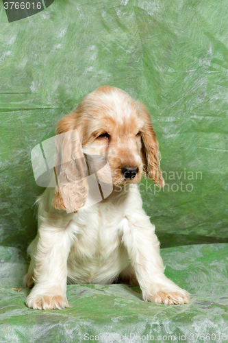 Image of beige English Cocker Spaniel puppy