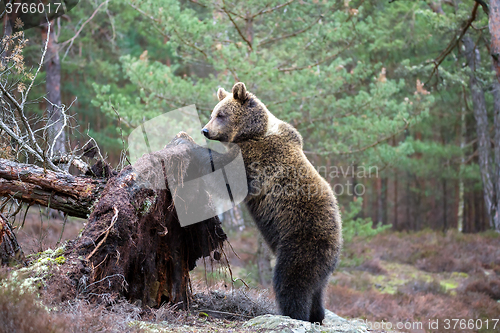 Image of brown bear (Ursus arctos) in winter forest