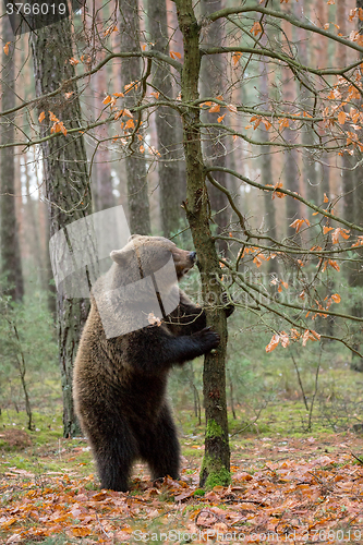 Image of brown bear (Ursus arctos) in winter forest