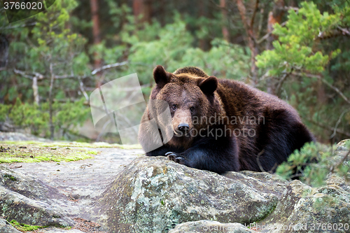 Image of brown bear (Ursus arctos) in winter forest