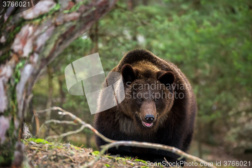 Image of brown bear (Ursus arctos) in winter forest