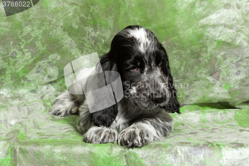 Image of blue English Cocker Spaniel puppy